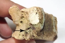 Vết thương lạ trên hài cốt nam chiến binh Thời Đồ sắt