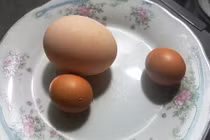 Kỳ lạ gà trống đẻ trứng ngày cận Tết