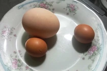 Kỳ lạ gà trống đẻ trứng ngày cận Tết