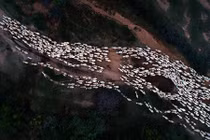 “Đàn cừu trở về” ở Ninh Thuận nổi bật trên National Geographic