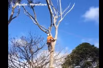 Video: Người đàn ông suýt té từ trên cao khi đang cưa cành cây