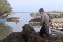 “Lộc biển” bất ngờ xuất hiện sớm, ngư dân Khánh Hòa trúng đậm