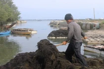 “Lộc biển” bất ngờ xuất hiện sớm, ngư dân Khánh Hòa trúng đậm