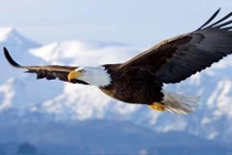 Chim đại bàng và 7 bài học "xương máu"