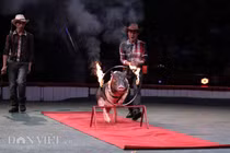 Ảnh, clip: Trầm trồ xem lợn Móng Cái trổ tài nhảy qua vòng lửa