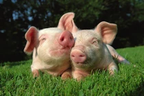 Doanh nhân Randy Spronk: “Tiềm năng tiêu thụ thịt lợn ở TQ khá lớn“