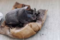 Kinh ngạc xác ướp bọ hung hiếm có trong mộ cổ Ai Cập 