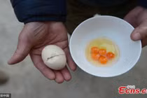 Kinh ngạc khi đập quả trứng gà ra...5 lòng đỏ tí hon