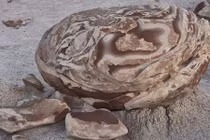 Độc đáo những quả trứng kỳ lạ giống sinh vật ngoài hành tinh