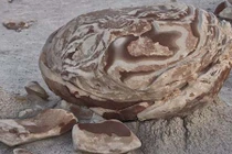 Độc đáo những quả trứng kỳ lạ giống sinh vật ngoài hành tinh