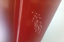 Chuyện về hoa Ưu Đàm 3000 năm xuất hiện tại Hà Tĩnh