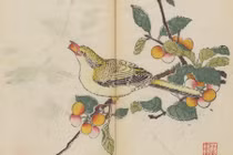 Bên trong cuốn sách in màu cổ nhất thế giới