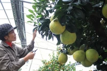 Độc đáo cây bưởi không bán, chỉ cho thuê chơi Tết 50 triệu