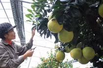 Độc đáo cây bưởi không bán, chỉ cho thuê chơi Tết 50 triệu