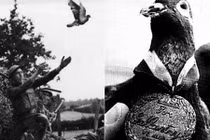 Chuyện khó tin về chim bồ câu anh hùng trong Thế chiến 1