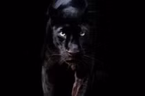 Rùng rợn giai thoại về mèo quỷ ám ảnh loài người 