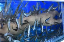 Quán cafe dùng cá massage ở Đà Nẵng hút giới trẻ