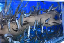 Quán cafe dùng cá massage ở Đà Nẵng hút giới trẻ