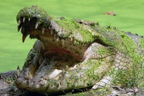 Hãi hùng “quái thú” hung dữ giết hại hơn 300 người