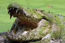 Hãi hùng “quái thú” hung dữ giết hại hơn 300 người