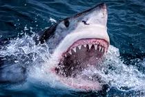 Tiết lộ sốc về loài động vật có nhiều răng nhất 