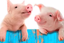 Nằm mơ thấy lợn báo hiệu may mắn hay xui xẻo? 