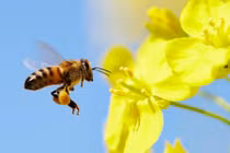 Albert Einstein cảnh báo gì về nhân loại diệt vong?