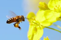 Albert Einstein cảnh báo gì về nhân loại diệt vong?