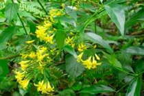 “Con ma” lá ngón vẫn lộng hành vùng cao