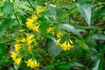 “Con ma” lá ngón vẫn lộng hành vùng cao