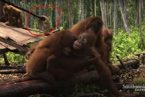 Chết cười biểu cảm sợ 'khiếp vía' của đười ươi khi nhìn thấy rắn