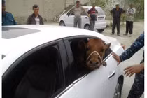 Bó tay lái xế sang đi... trộm bò