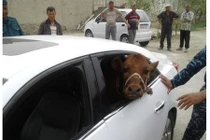 Bó tay lái xế sang đi... trộm bò