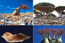 Giải mã hòn đảo “ngoài hành tinh” 