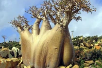 Kỳ lạ hòn đảo "ngoài hành tinh" có thật trên trái đất 