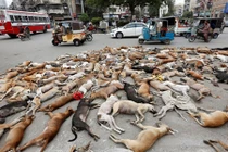 Sốc cảnh 700 con chó hoang bị “tử hình” bằng thuốc độc