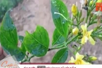 Video: Toàn cảnh vợ bỏ lá ngón vào canh khổ qua đầu độc chồng 