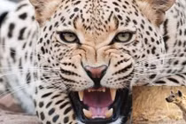 Video: Cú lừa tuyệt đỉnh của báo đốm