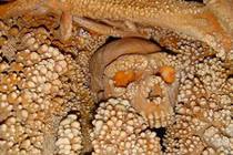 Chiêm ngưỡng 6 hiện vật cổ nhất lịch sử nhân loại 