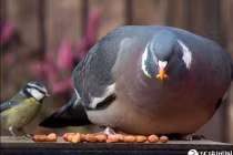 10 loài động vật “phì lủ” nhất thế giới