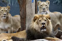 Kịch tính 3 sư tử châu Phi cứu gái trẻ khỏi bị hãm hiếp