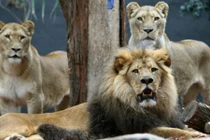 Kịch tính 3 sư tử châu Phi cứu gái trẻ khỏi bị hãm hiếp