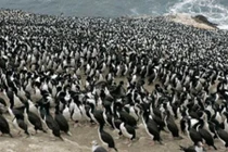 Chuyện lạ: Cường quốc làm giàu nhờ... phân chim