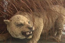 Những “quái thú” tội nghiệp bị con người săn đuổi đến tuyệt chủng