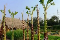 Trồng rau bằng cây chuối: Ý tưởng mới an toàn không hóa chất 