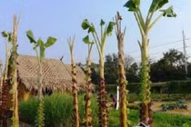 Trồng rau bằng cây chuối: Ý tưởng mới an toàn không hóa chất 