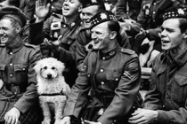 Góc ảnh hiếm động vật trên chiến trường Chiến tranh thế giới 2