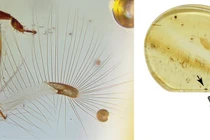 Bí mật bất ngờ trong các cổ vật tí hon ngàn năm tuổi