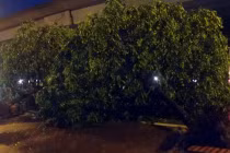  Hà Nội: Nhiều cây xanh gãy đổ trong mưa giông