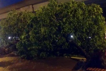  Hà Nội: Nhiều cây xanh gãy đổ trong mưa giông